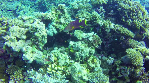 Underwater Fish corals in Red Sea. Dahab. Egypt. Camera moving around. 4k video Stock Footage 65395565