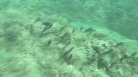 Underwater fish Video stock 476569