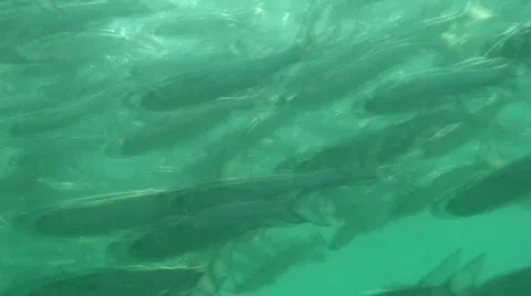 Underwater Fish  Stock Footage 1056708