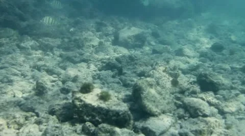 Underwater fish Stock Footage 8998508