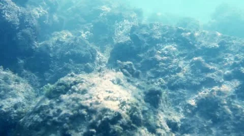 Underwater fish Stock Footage 8998543