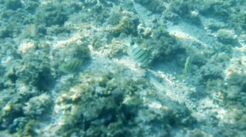 Underwater fish Stock Footage 8998597