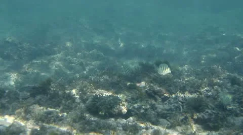 Underwater fish Stock Footage 8998602