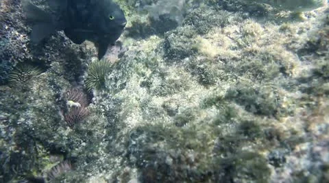 Underwater fish Stock Footage 8998620