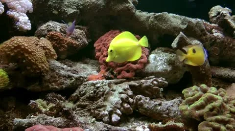 Underwater fish Stock Footage