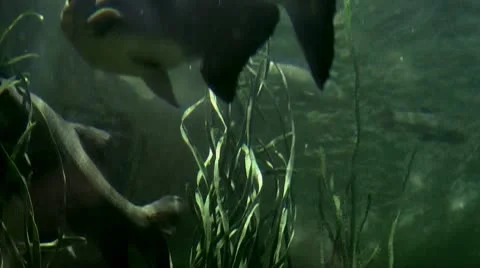 Underwater fish Stock Footage 9431655