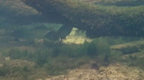 Underwater fish Video stock 21221338