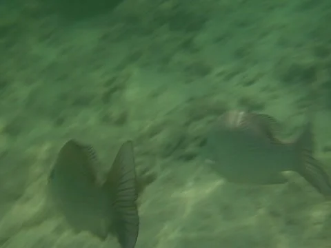 Underwater Fish Stock Footage 22157147