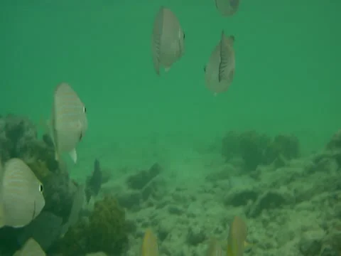 Underwater Fish Stock Footage 22157153