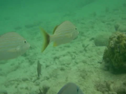 Underwater fish Stock Footage 22157158
