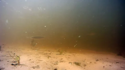 Underwater  Fish Stock Footage 100648261
