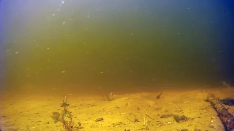 Underwater  Fish Stock Footage 100648273