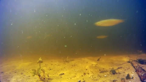 Underwater  Fish Stock Footage 100648285