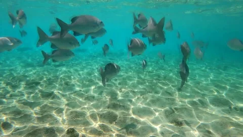 Underwater  with fish Stock Footage 150679957