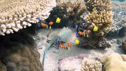 Underwater fish Stock Footage 242495919