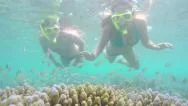 Underwater: Fish Hiding In Coral Reef When Divers Swim Over Stock Footage