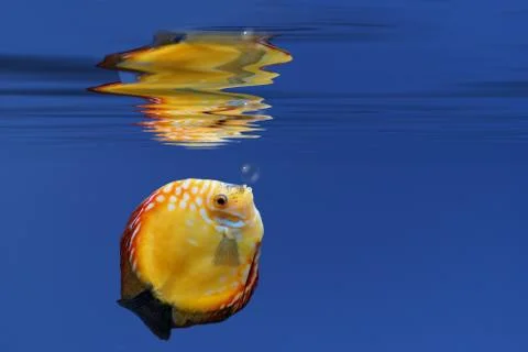 Underwater fish Stock Illustration