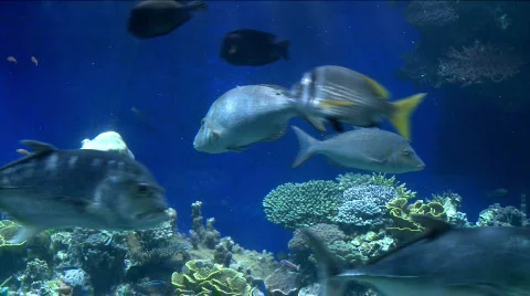 Underwater fish life 4 Stock Footage