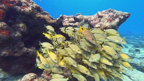 Underwater Fish School 001 Vidéo 238028185