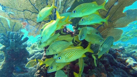Underwater Fish School 002 Vidéo 238028551