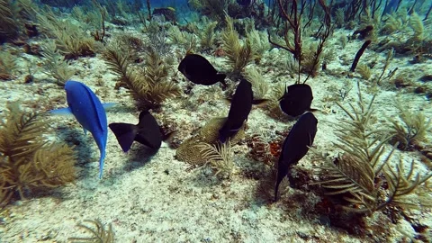 Underwater Fish School 003 Vidéo 238029876