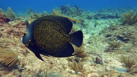 Underwater Fish School 004 Vidéo 238030136