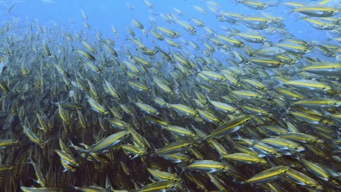 Underwater Fish school 4k high quality Stock Footage 258654047