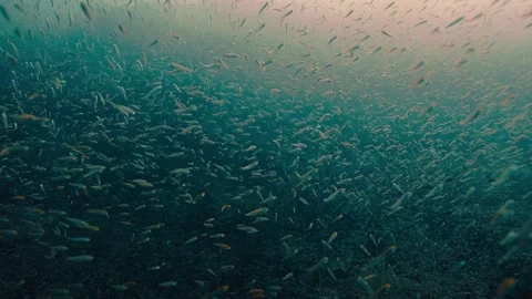 Underwater, Fish, Sea, Ocean Stock Footage 297270465