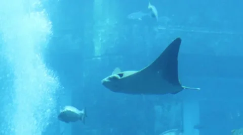Underwater with fish streak Stock Footage 52349244