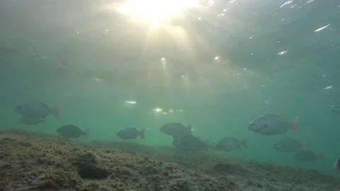 Underwater Fish In Sunlight Stock Footage 135084781