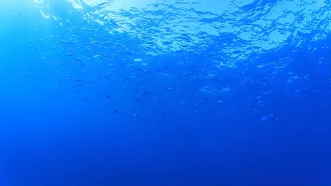 Underwater fish swimming in ocean 스톡 동영상 69861808