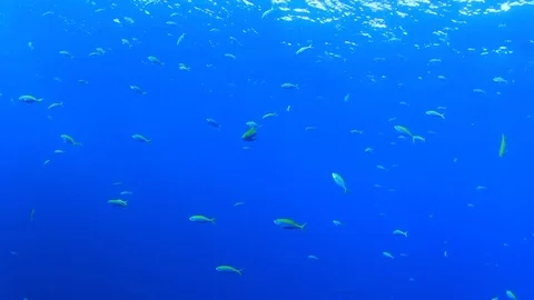 Underwater fish swimming in ocean Video stock 69863612