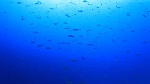Underwater fish swimming in ocean 스톡 동영상 69863814