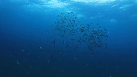 Underwater fish swimming in ocean Vídeos de archivo 70236195