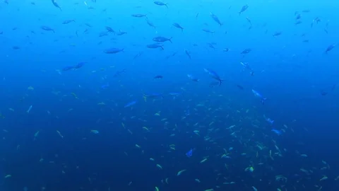 Underwater fish swimming in ocean Stock Footage