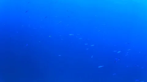 Underwater fish swimming in ocean Vidéo 73123553