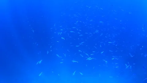 Underwater fish swimming in ocean 스톡 동영상 73123559