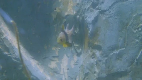 Underwater fish tropical Stock Footage 112973051