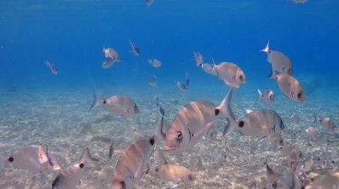 Underwater Fish at Turkish Mediterranean 스톡 동영상 66777375