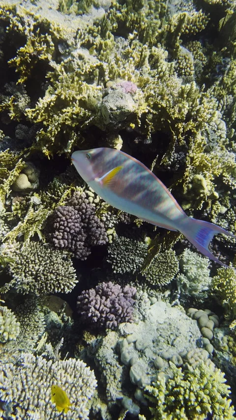 Underwater Fish while Snorkeling Vertical Stock Footage 258037972