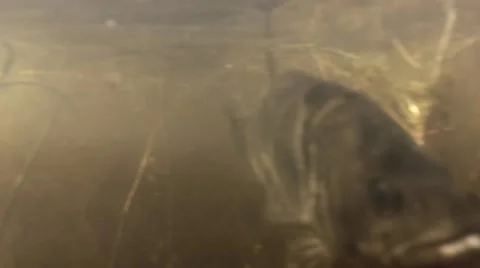 Underwater Fishing Stock-Footage 40270695