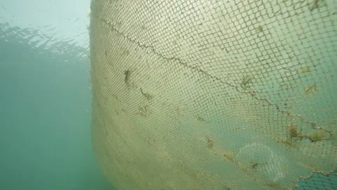 underwater fishing net in the depths of , Stock Video
