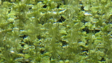 Underwater flora background Vídeos de archivo 74657931
