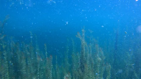 Underwater flora in pristine nature. Grass covering Alpine lake bed Stock Footage 135173911
