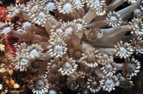 Underwater flowers Stock Photos