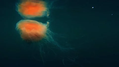 Underwater, Fluid Motion, Deep Sea Creatures Stock Footage 323169074