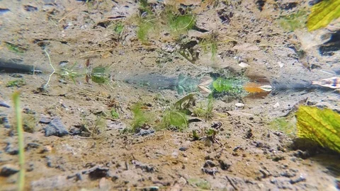 Underwater foliage in a shallow pond Stock Footage 123809009