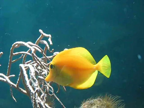 Underwater Video stock 407617