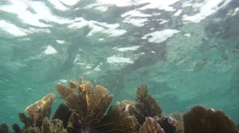 Underwater Stock Footage 7754955