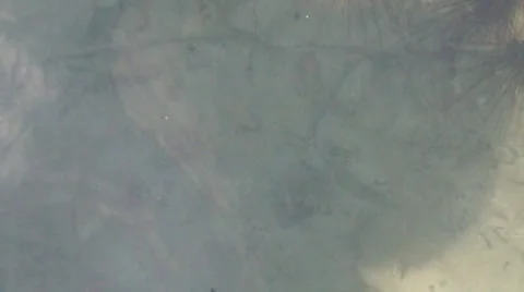 Underwater Stock Footage 7815341